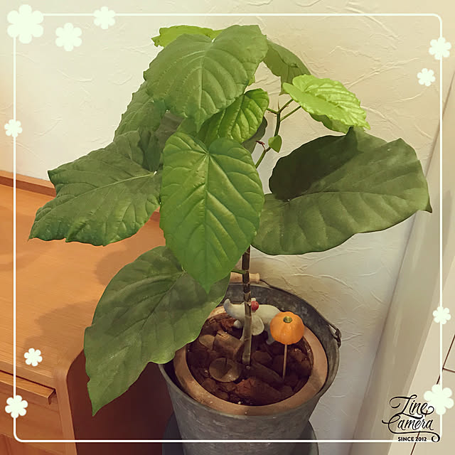 makkoさんの実例写真