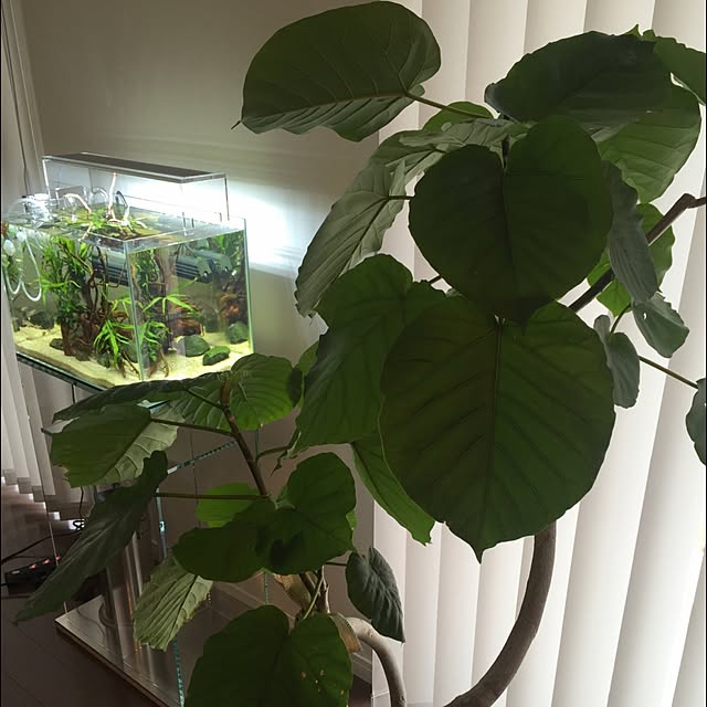kumijanaさんの実例写真