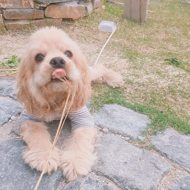 Norieさんの実例写真