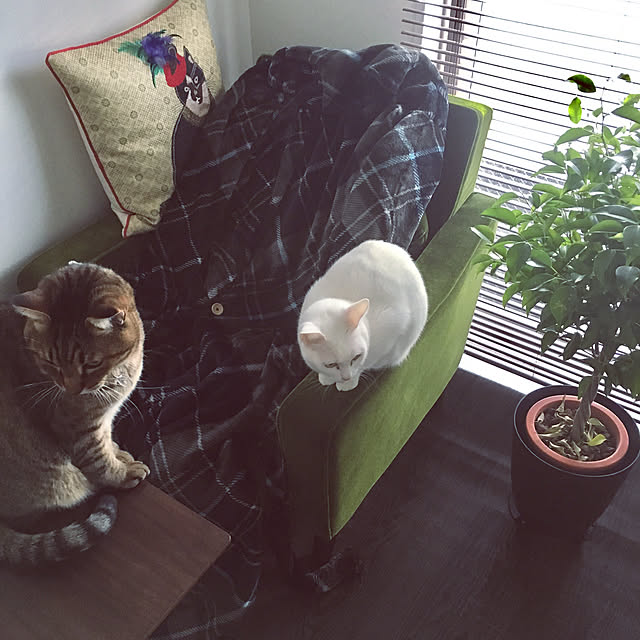 tokotokoさんの実例写真