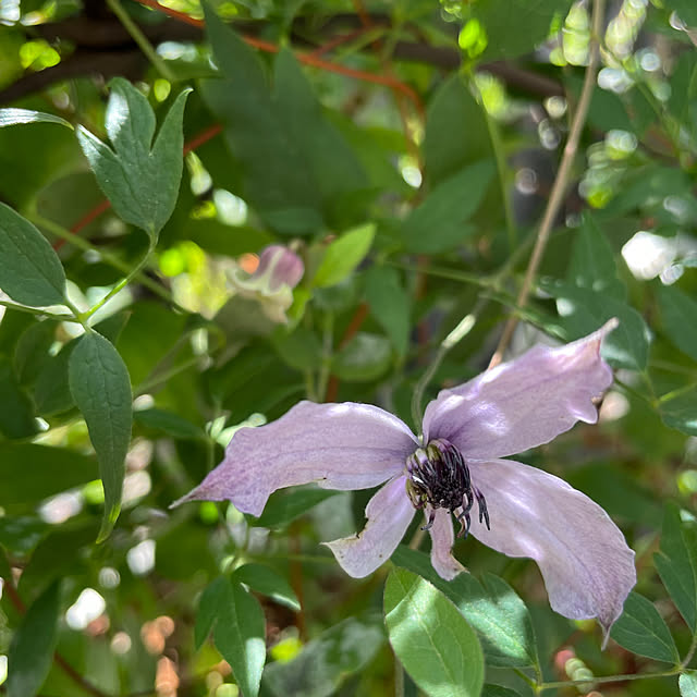 shiropenguinさんの部屋