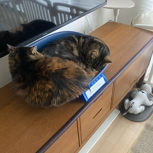 mikomaruさんの実例写真