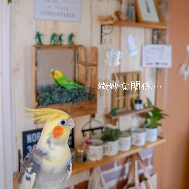 小鳥/インコのいる暮らし/Instagram→r_6cafe/ありがとうございます(⋆ᵕᴗᵕ⋆).+*/フォローありがとうございます♪...などのインテリア実例 - 2019-11-02 21:38:20