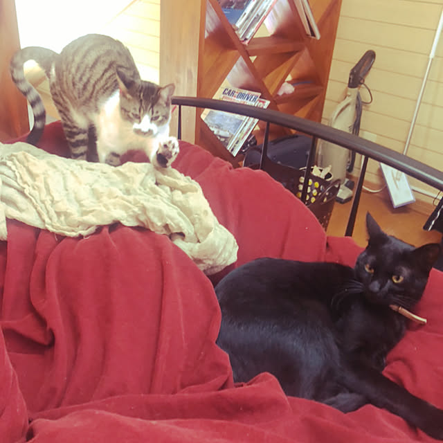 jijiさんの実例写真