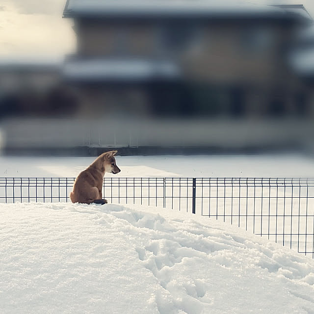 s_h_yさんの実例写真