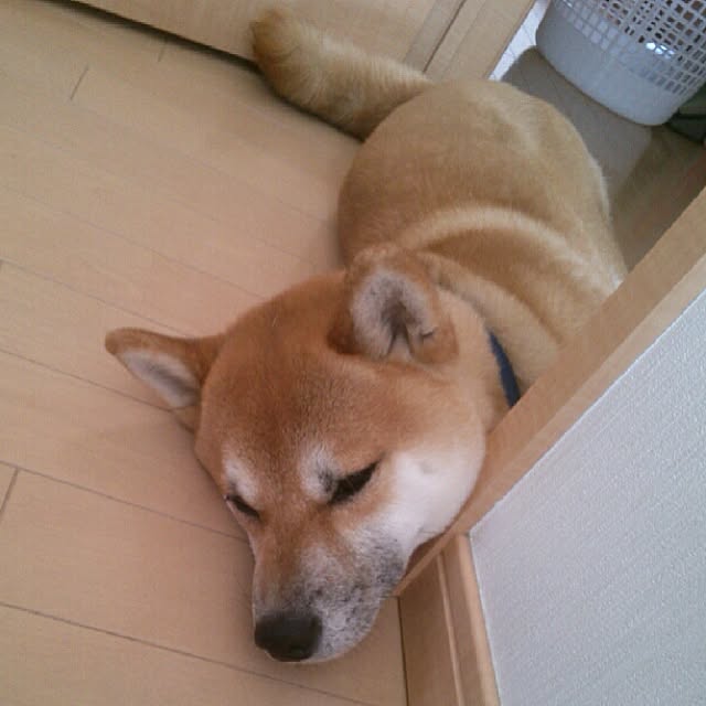 kotaさんの実例写真
