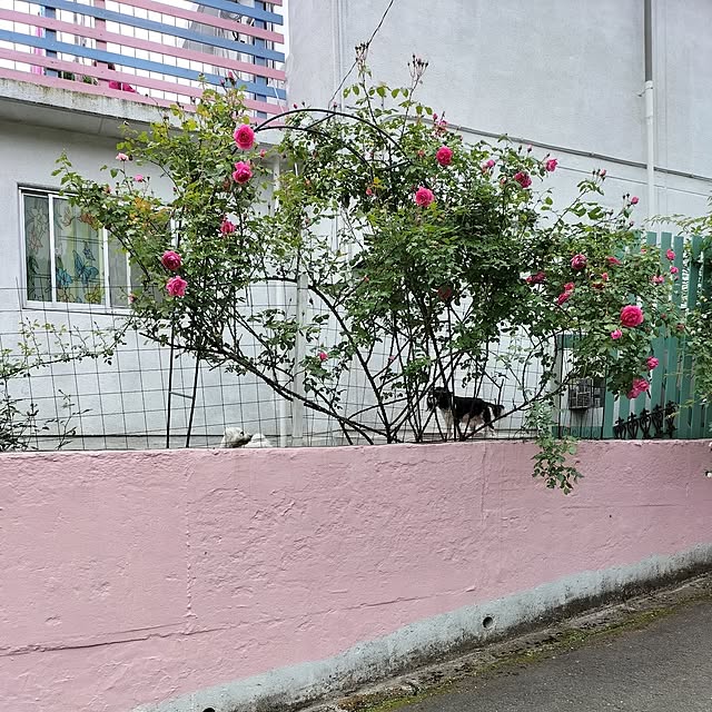 mintさんの実例写真