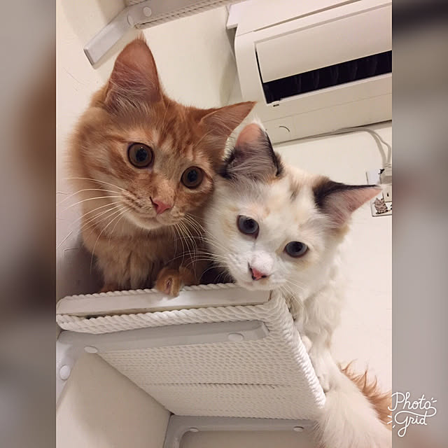 mokkoさんの実例写真