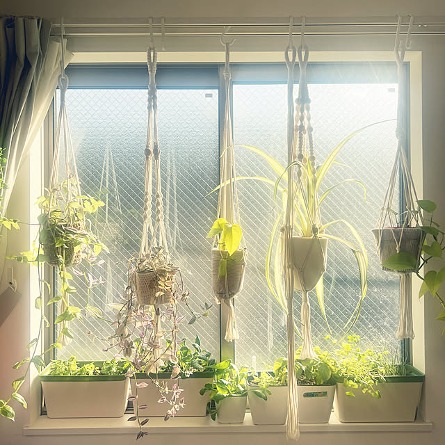 狭い我が家/種から育てる/野菜栽培/水耕栽培/南向きの窓...などのインテリア実例 - 2023-01-20 13:57:51