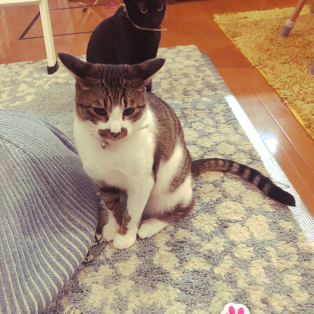 jijiさんの実例写真