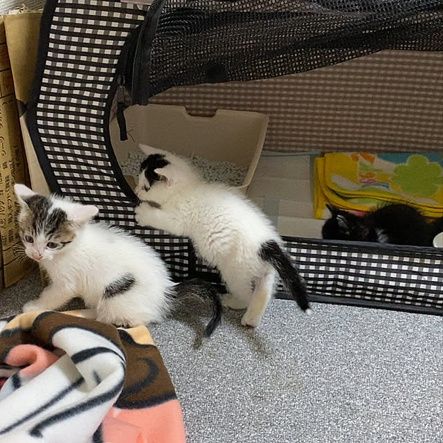 yumuyumuさんの実例写真