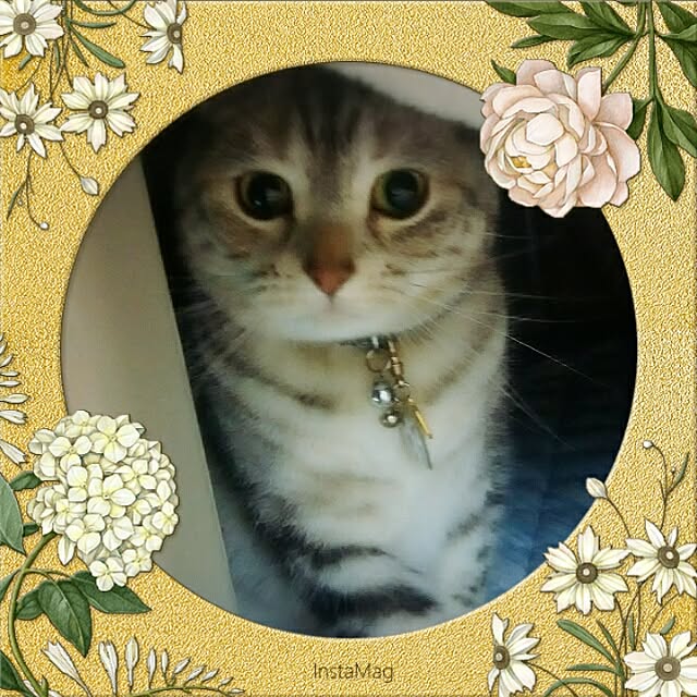 LittleMyさんの実例写真