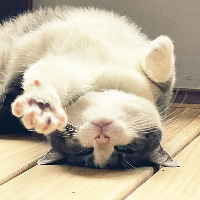 nekosamaさんの実例写真