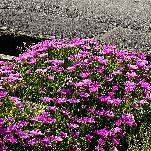 Alzさんの実例写真