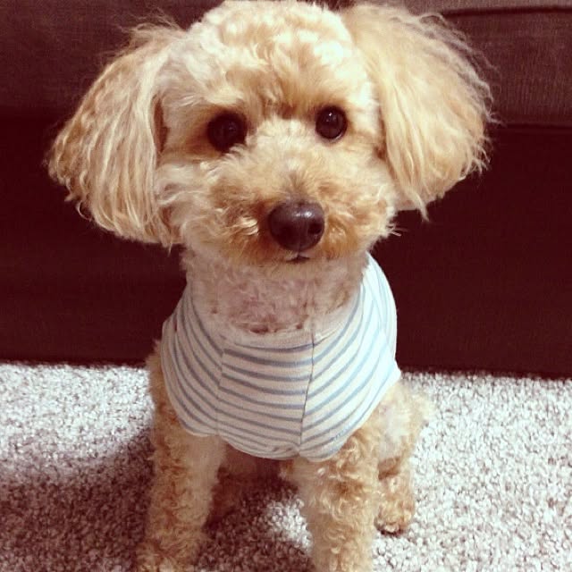 ssさんの実例写真