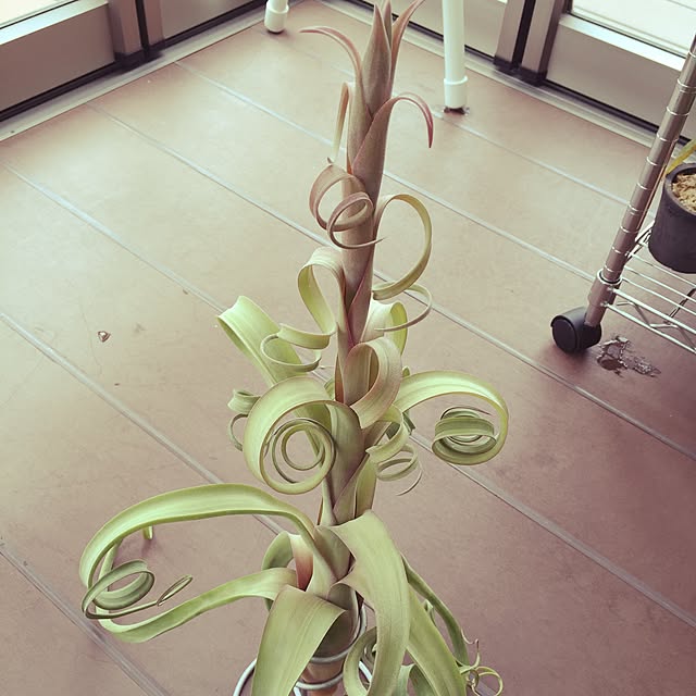 S-Tillandsiaさんの実例写真