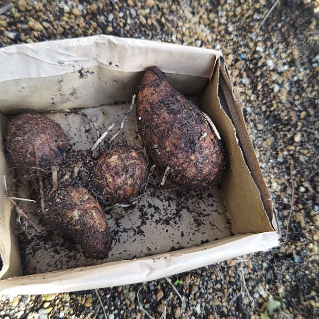 eriponさんの実例写真