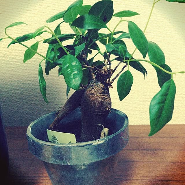 shiroさんの実例写真