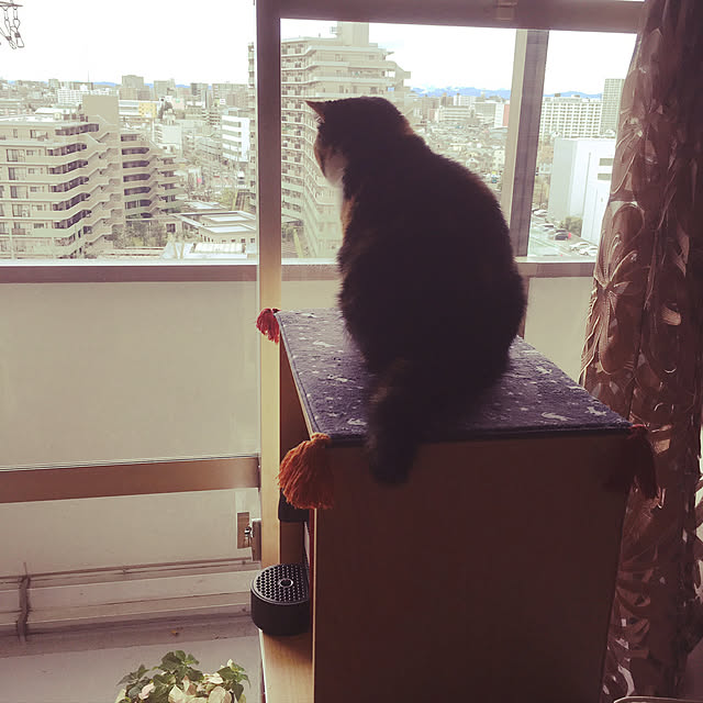 amiさんの実例写真