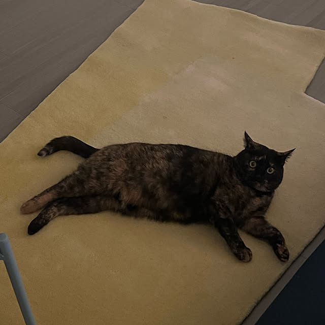 notyetsouthさんの実例写真