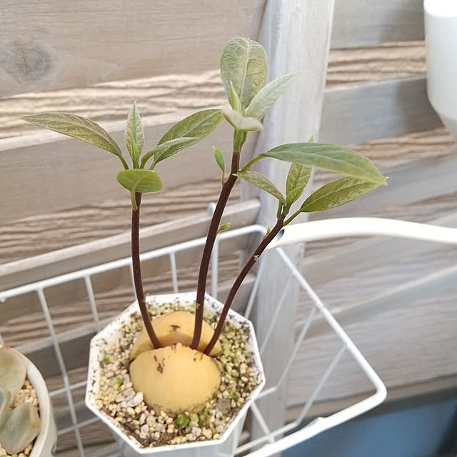 meiさんの部屋