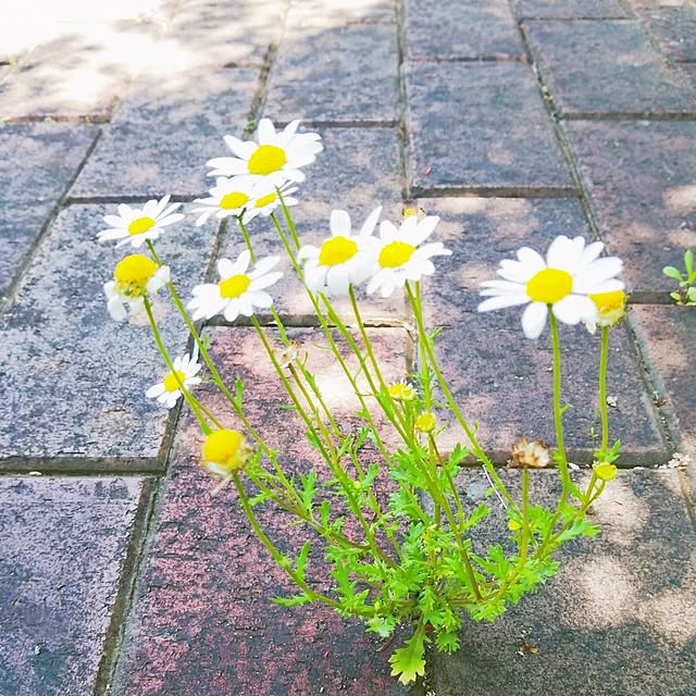 PIMPLE-PINKYさんの実例写真