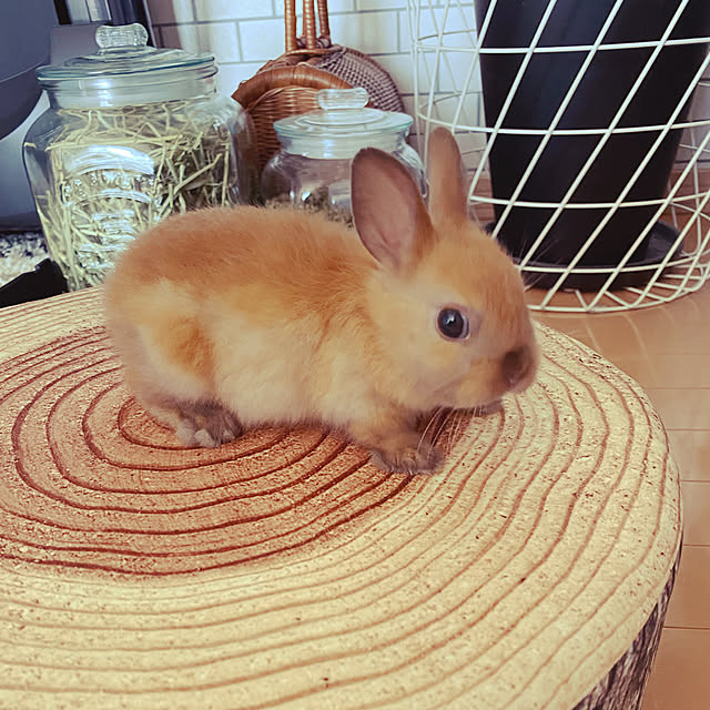 chicoさんの実例写真