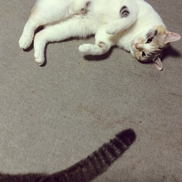 nora_koさんの実例写真