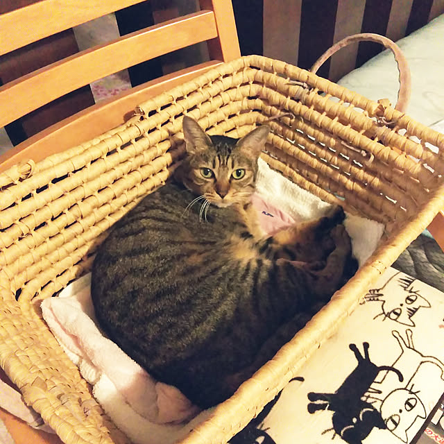 futukoさんの実例写真