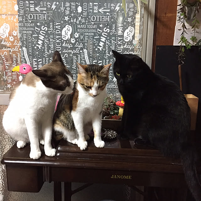 vivienne.coco-keiさんの実例写真
