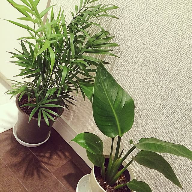 Yuuさんの実例写真