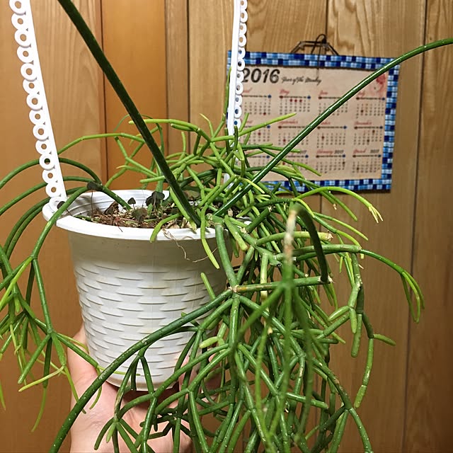 CHIROさんの実例写真