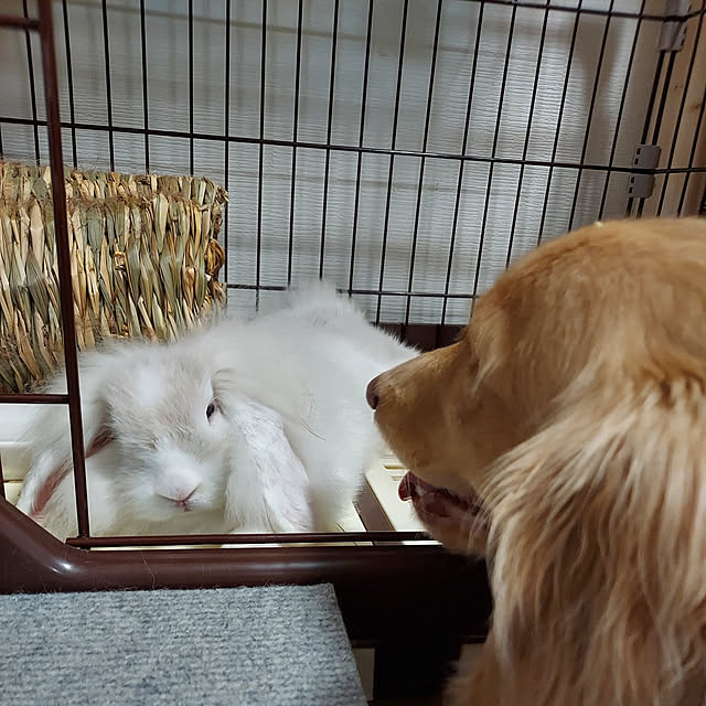 ciiiさんの実例写真