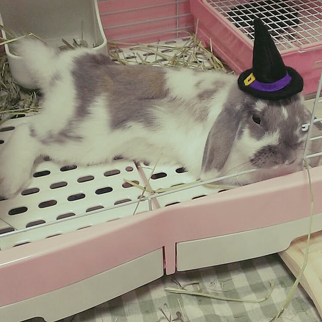 COROLさんの実例写真