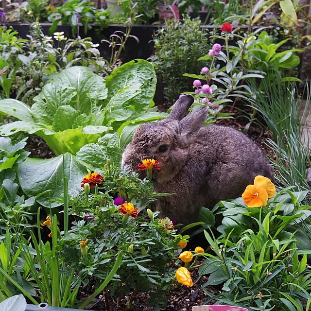pochiageさんの実例写真