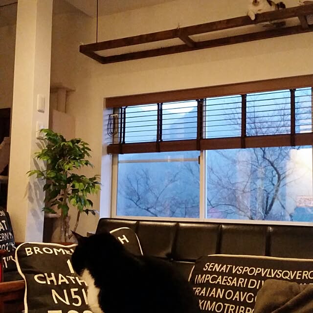 nekogurumaさんの実例写真