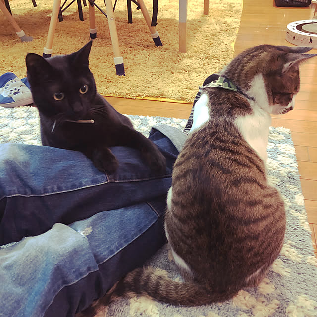 jijiさんの実例写真