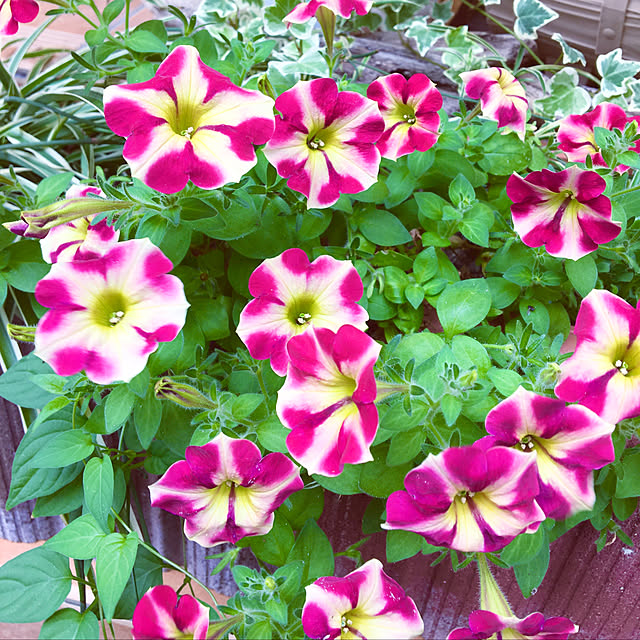 y---iさんの実例写真