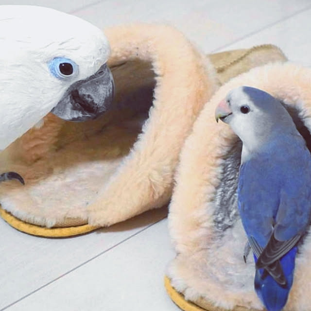 aromameさんの実例写真