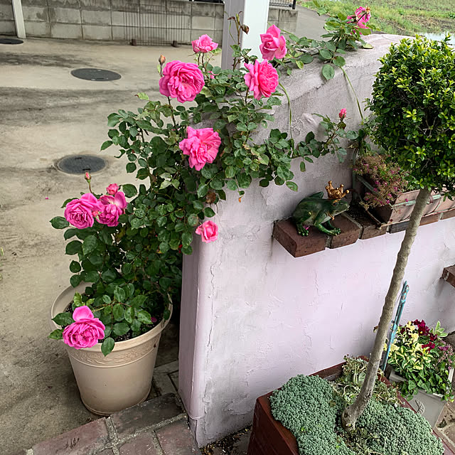 AYUKOさんの実例写真