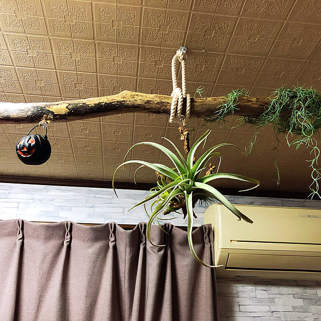 RoomClipアンケート/多肉植物/壁/天井のインテリア実例 - 2019-10-01 20:38:04