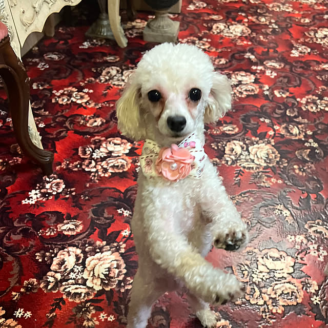 AYUKOさんの部屋