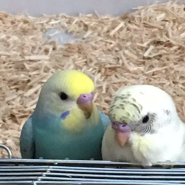 miakさんの実例写真