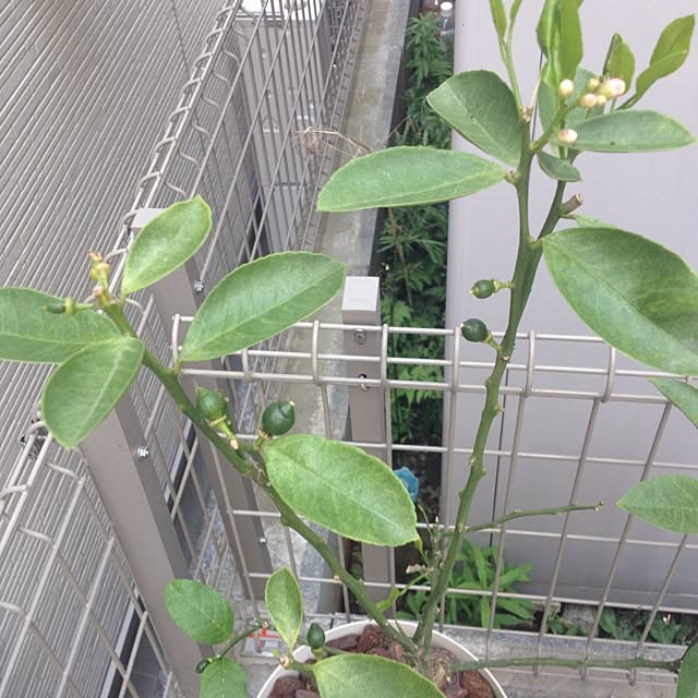 dicekbeetleさんの実例写真