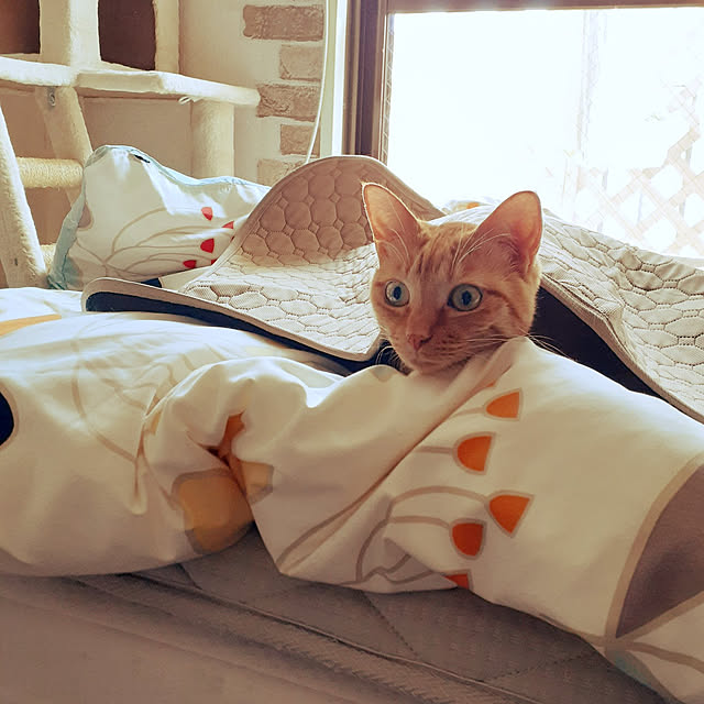 chisaviさんの実例写真