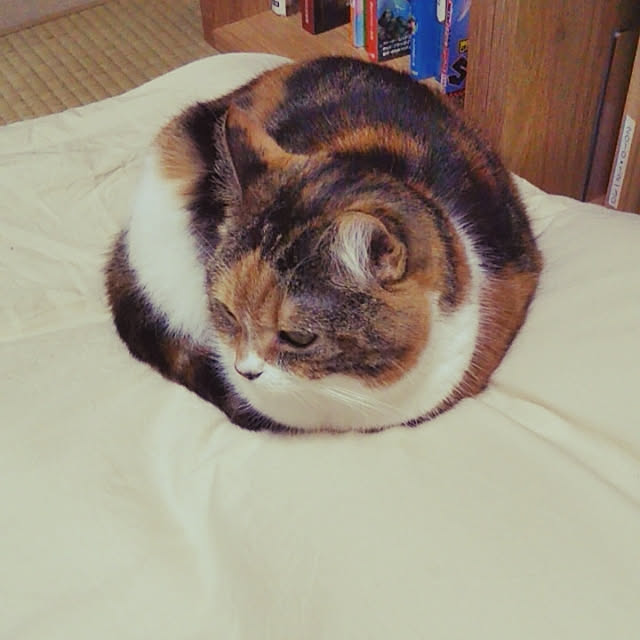 yukieさんの実例写真
