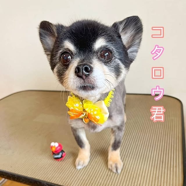 quanshanxia037さんの部屋