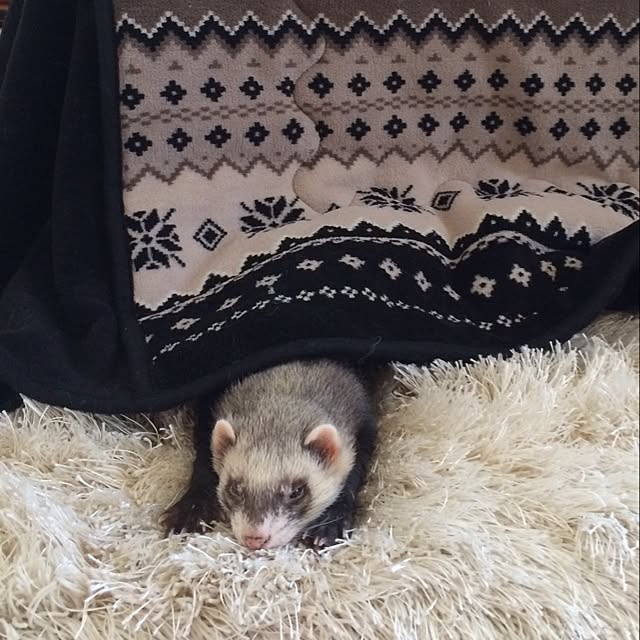 PoPoさんの実例写真