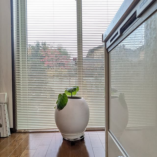 キッチン/紅葉があるわが家の風景/ウンベラータ挿し木/見て下さってありがとうございます♡/紅葉...などのインテリア実例 - 2025-12-06 10:18:19