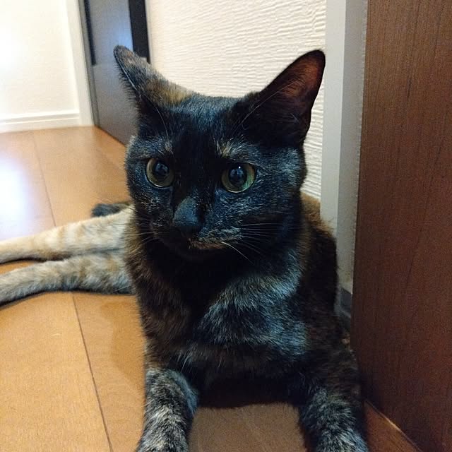 mamekoさんの実例写真